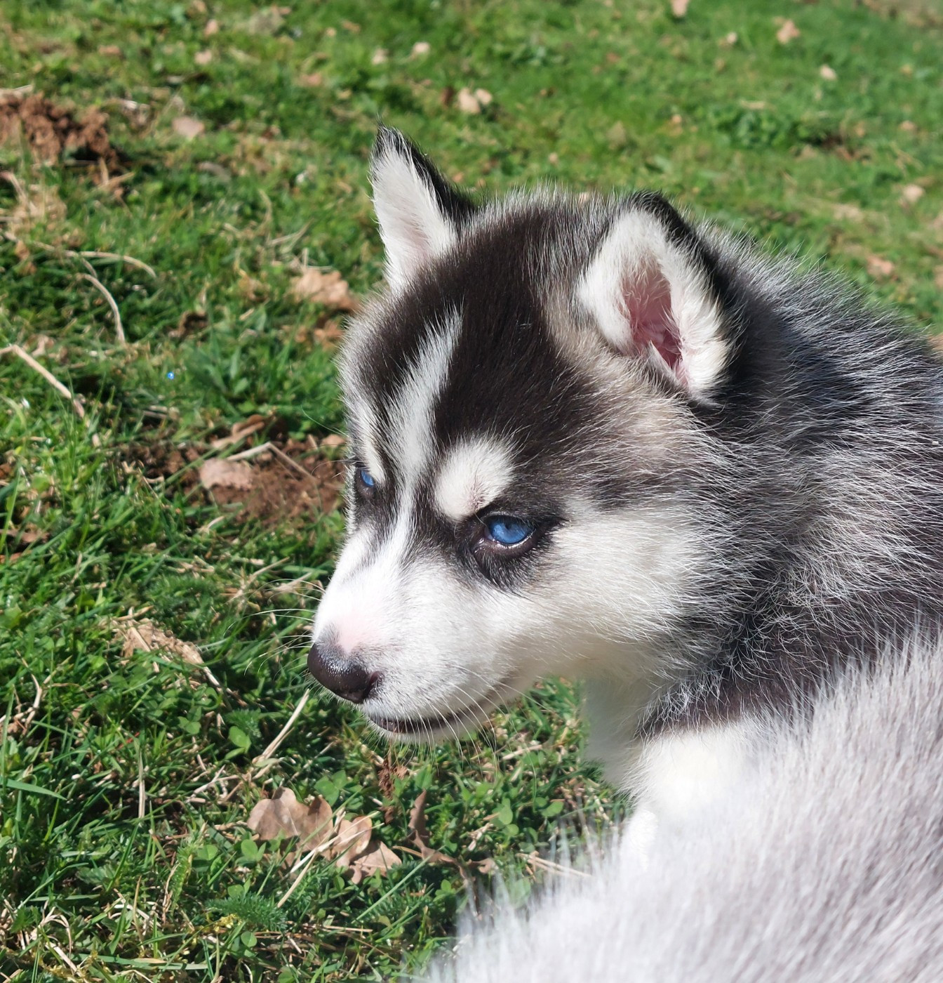 Of Moonlight's Rhapsody - Chiots disponibles - Siberian Husky