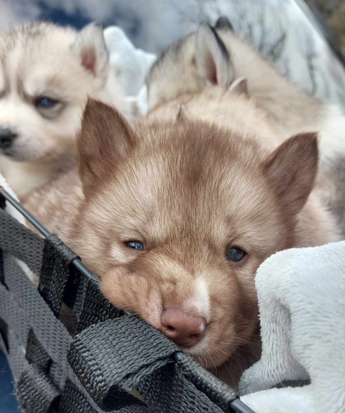 Of Moonlight's Rhapsody - Chiots disponibles - Siberian Husky