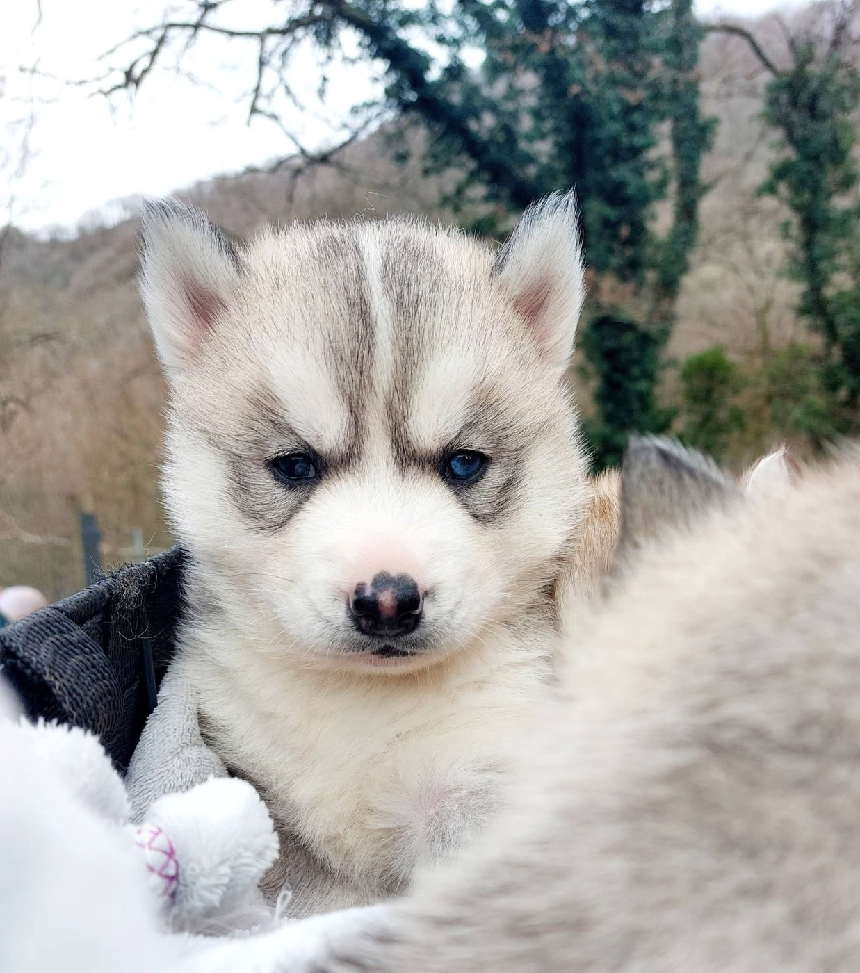 Of Moonlight's Rhapsody - Chiots disponibles - Siberian Husky