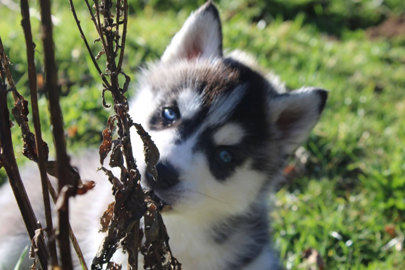 Of Moonlight's Rhapsody - Chiots disponibles - Siberian Husky