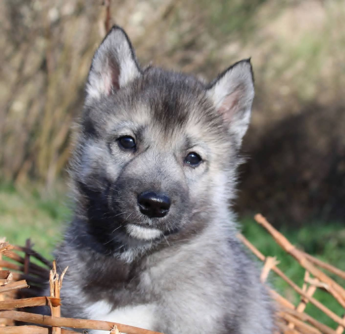 Of Moonlight's Rhapsody - Chiots disponibles - Siberian Husky