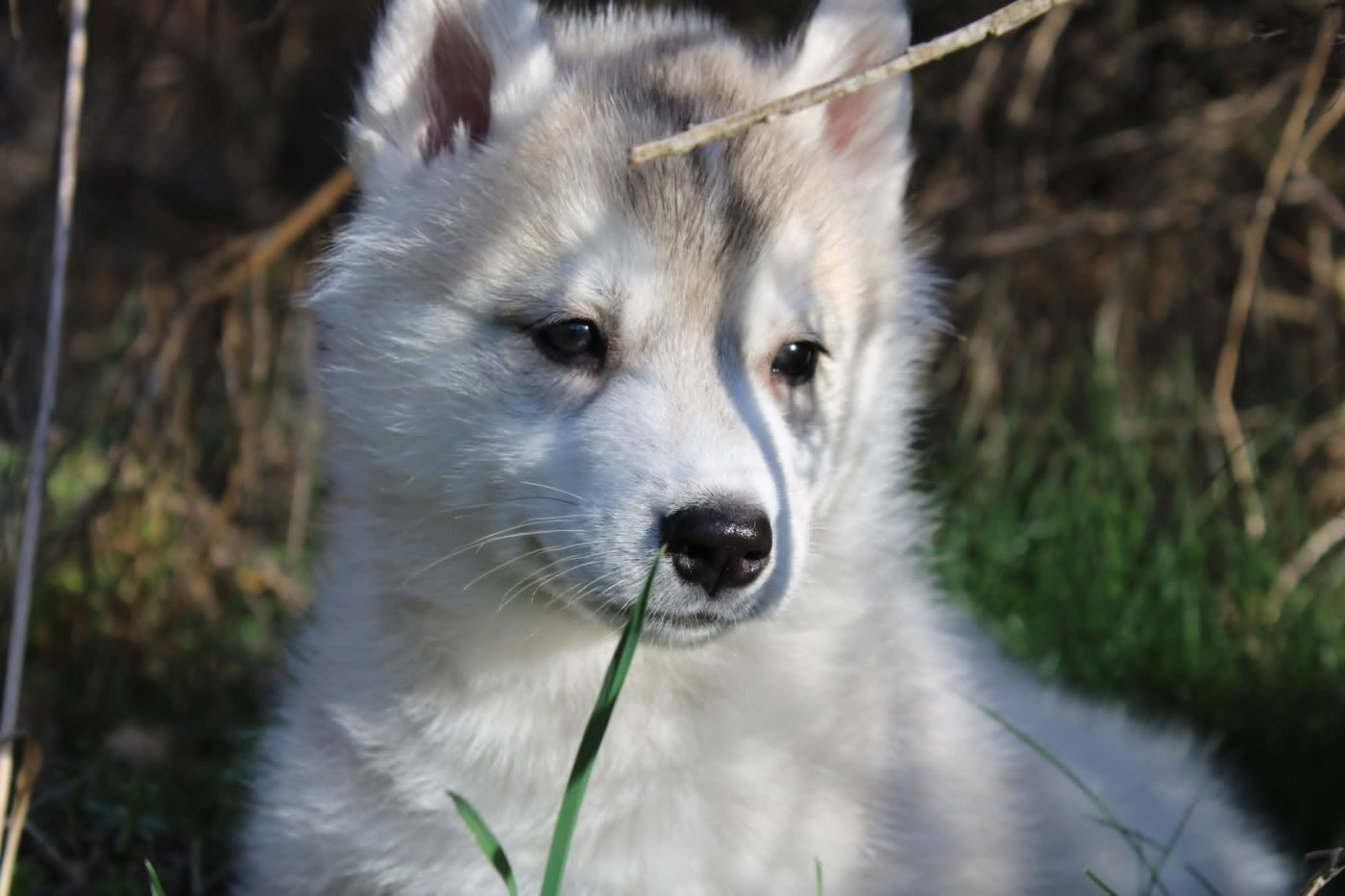 Of Moonlight's Rhapsody - Chiots disponibles - Siberian Husky