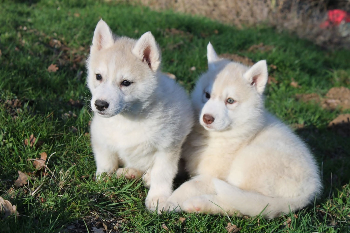 Of Moonlight's Rhapsody - Chiots disponibles - Siberian Husky