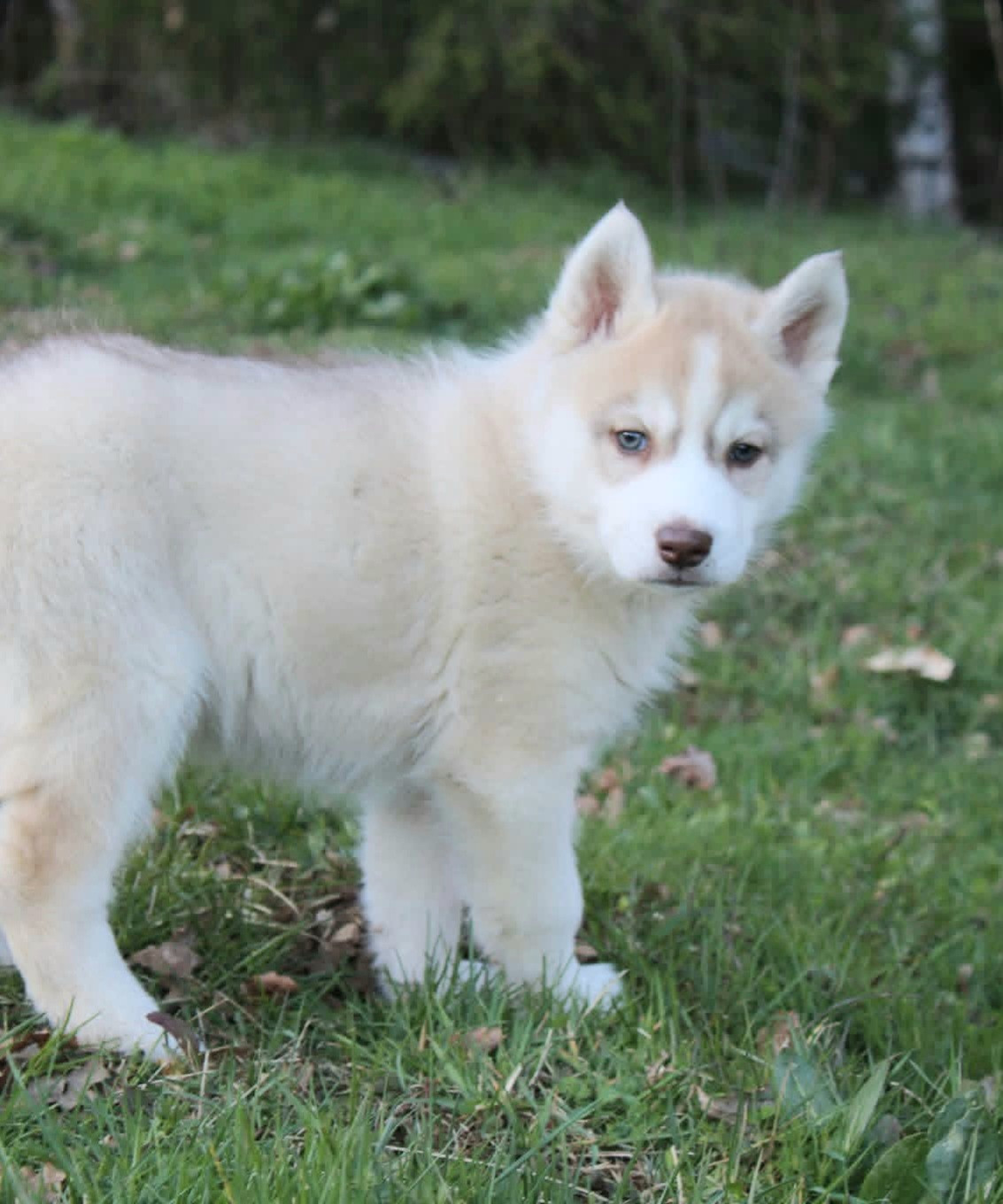 Of Moonlight's Rhapsody - Chiots disponibles - Siberian Husky