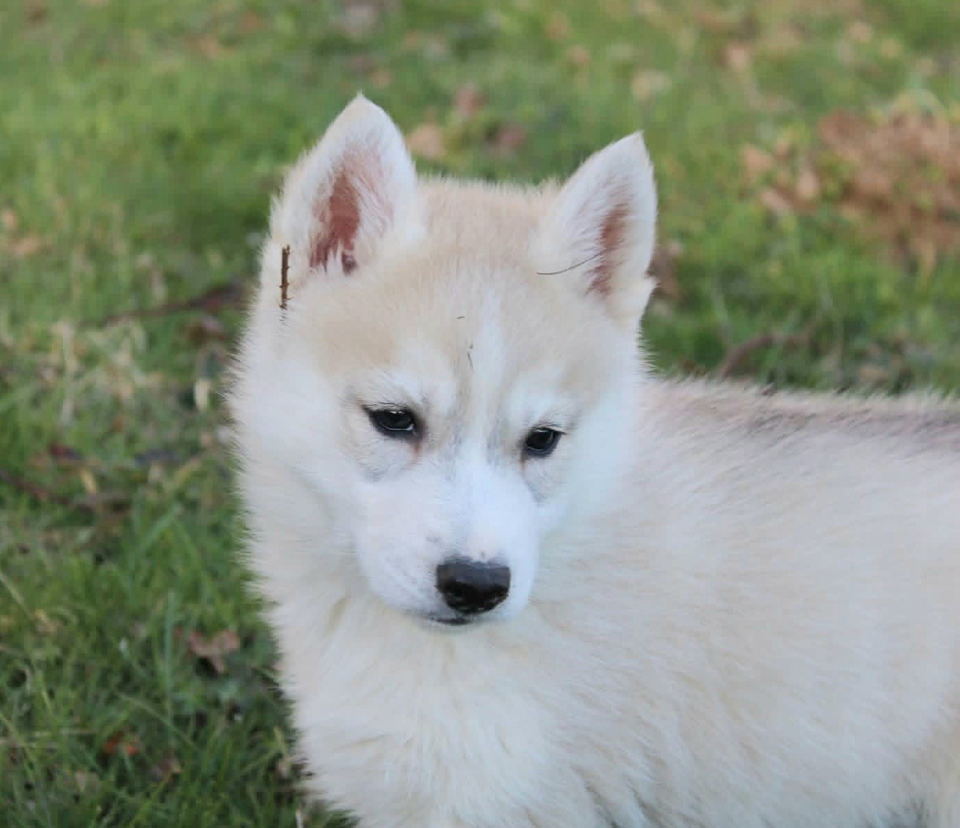 Of Moonlight's Rhapsody - Chiots disponibles - Siberian Husky