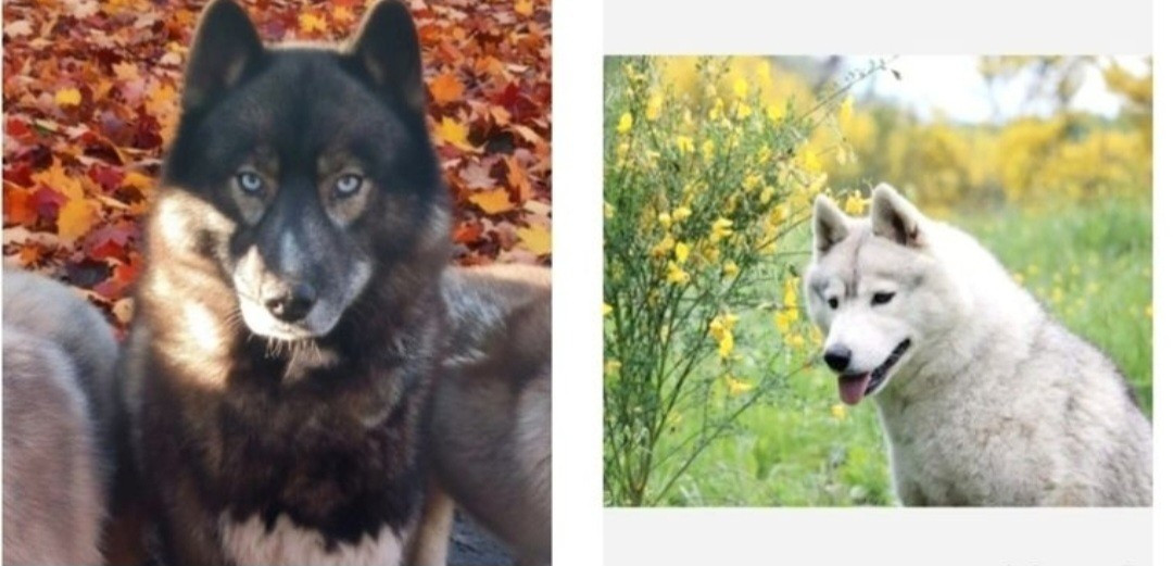 Chiot Siberian Husky Of Moonlight's Rhapsody