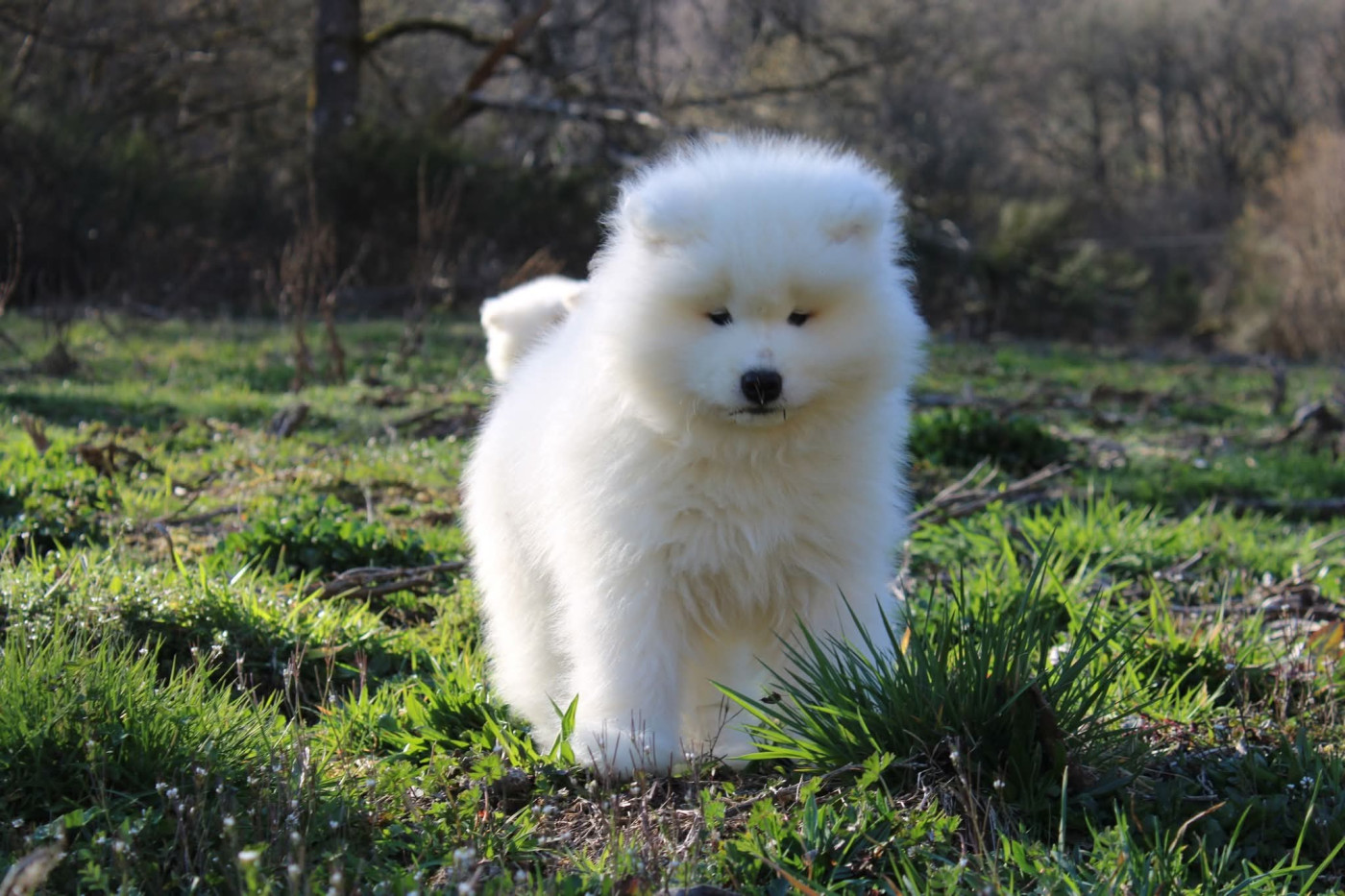 Of Moonlight's Rhapsody - Chiots disponibles - Samoyède