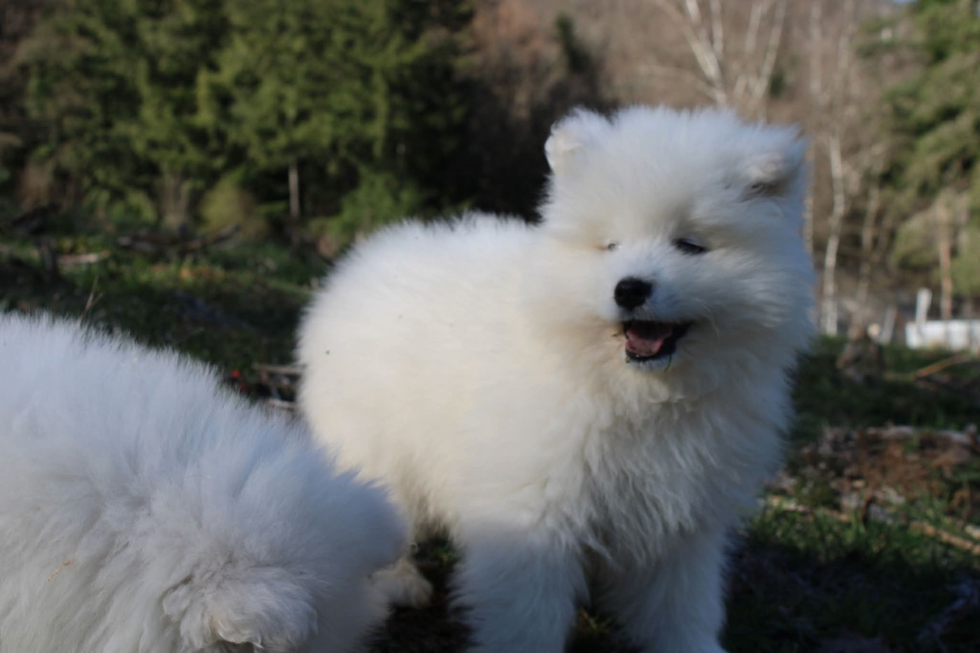 Of Moonlight's Rhapsody - Chiots disponibles - Samoyède