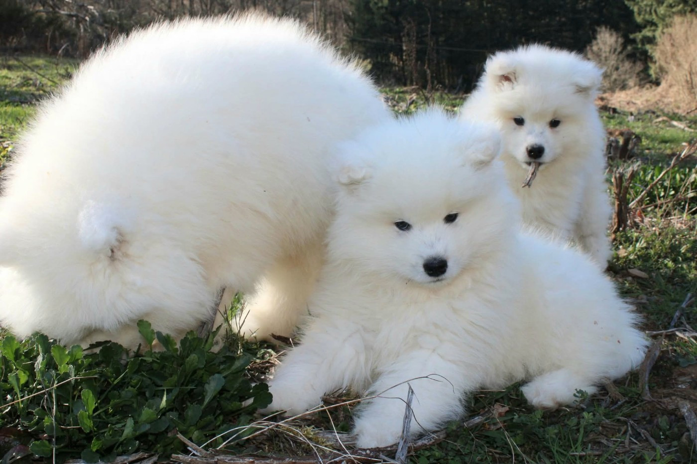 Of Moonlight's Rhapsody - Chiots disponibles - Samoyède