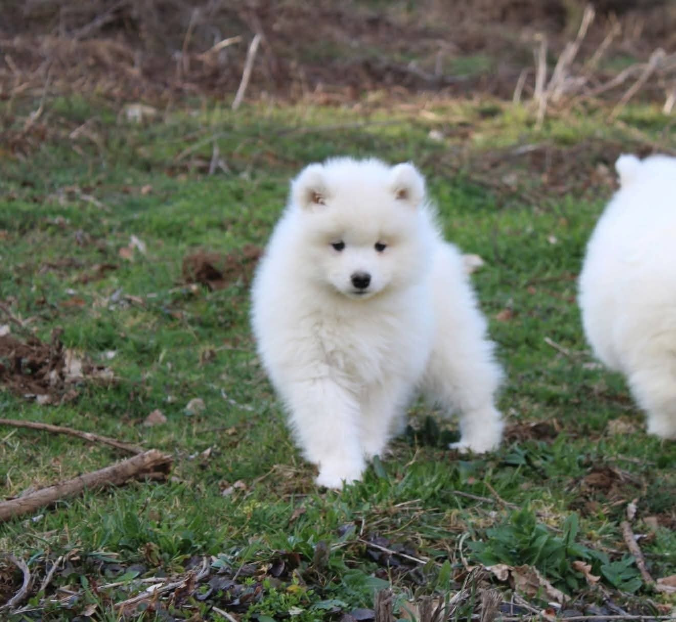 Of Moonlight's Rhapsody - Chiots disponibles - Samoyède