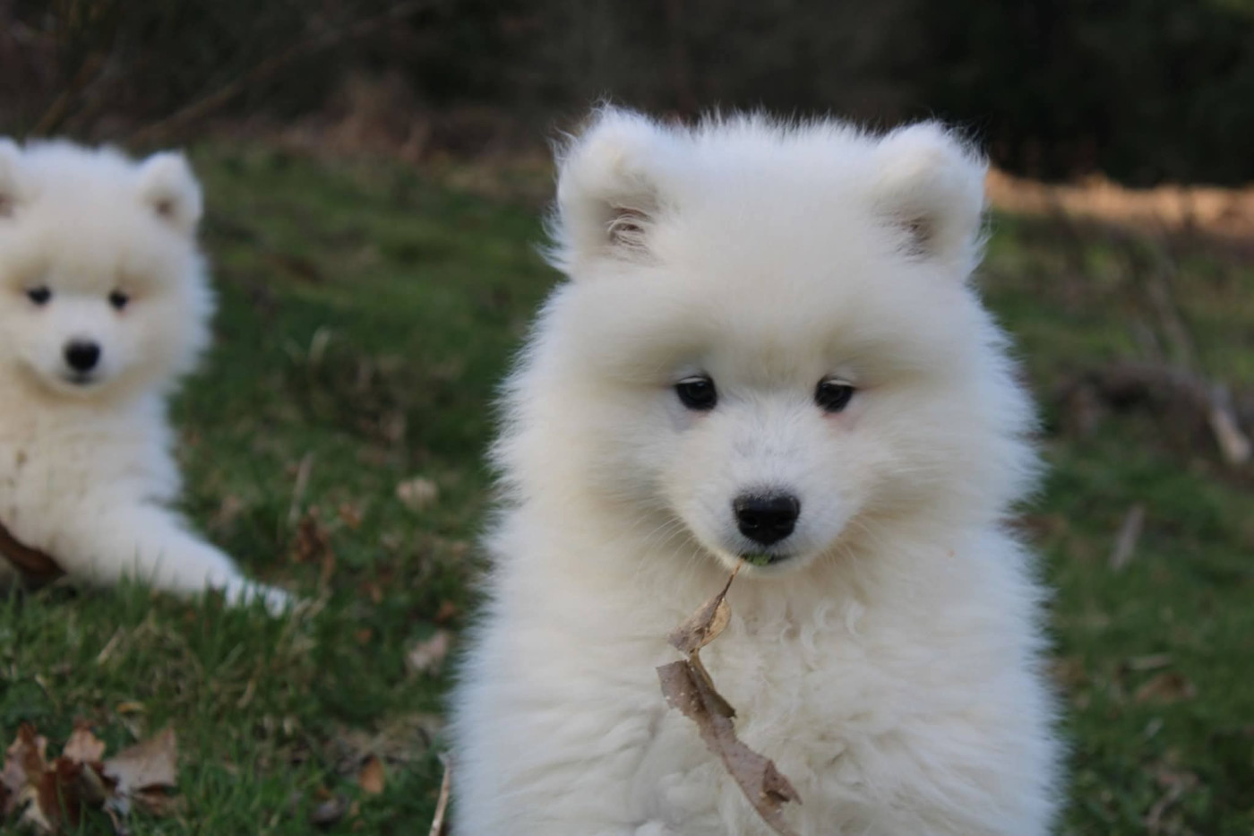 Of Moonlight's Rhapsody - Chiots disponibles - Samoyède