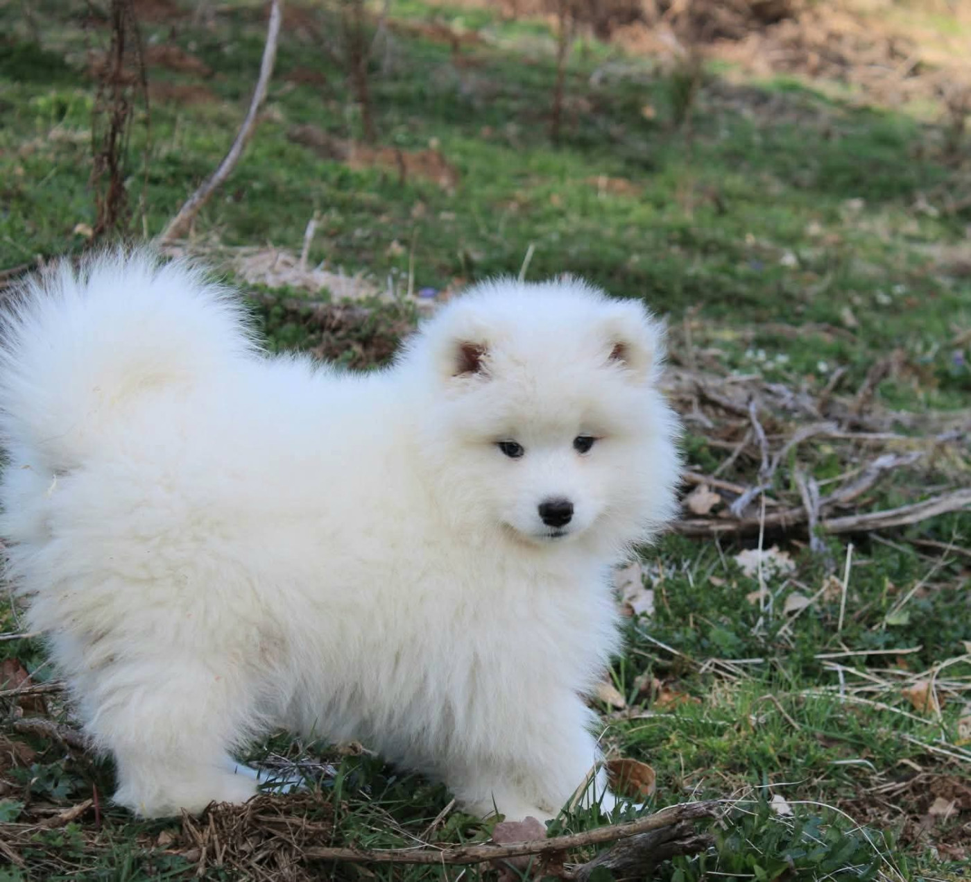 Of Moonlight's Rhapsody - Chiots disponibles - Samoyède