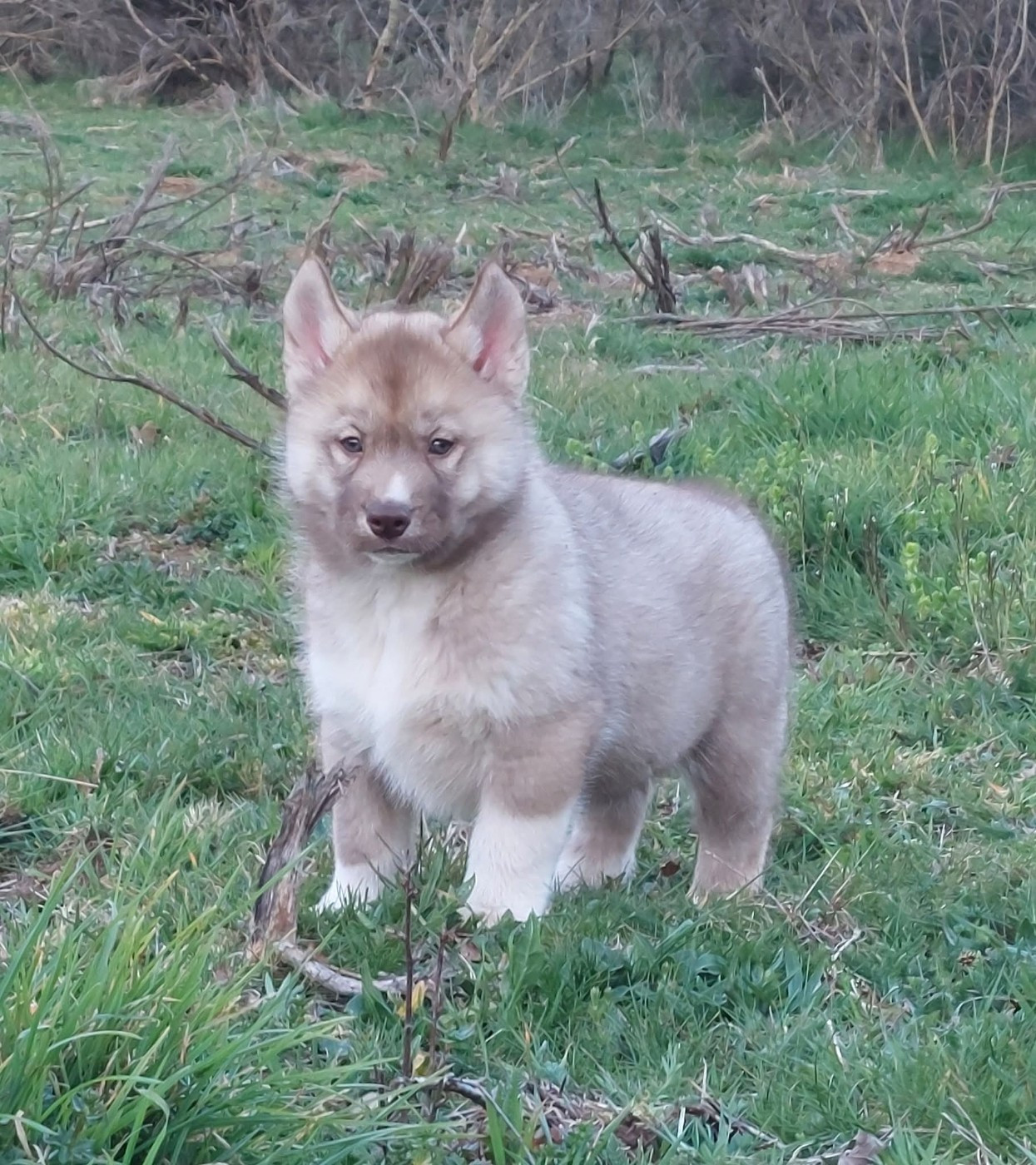 Of Moonlight's Rhapsody - Chiots disponibles - Siberian Husky