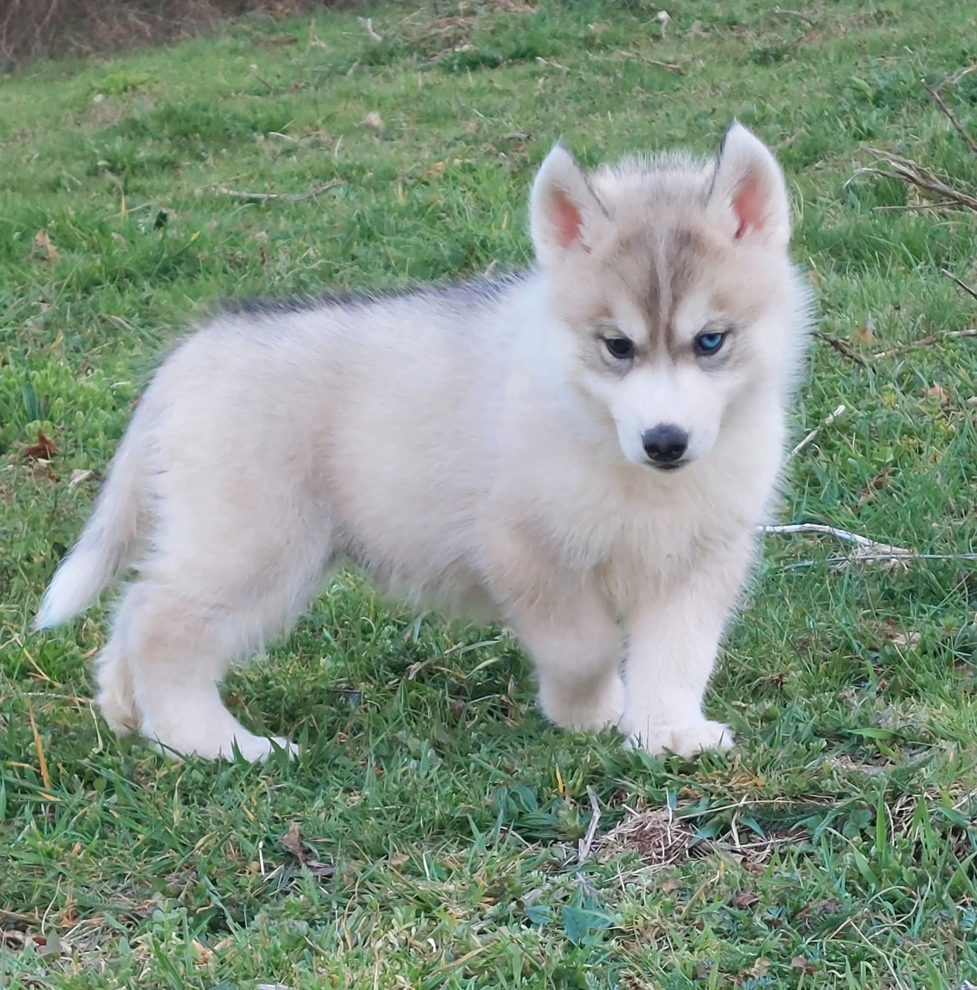 Of Moonlight's Rhapsody - Chiots disponibles - Siberian Husky
