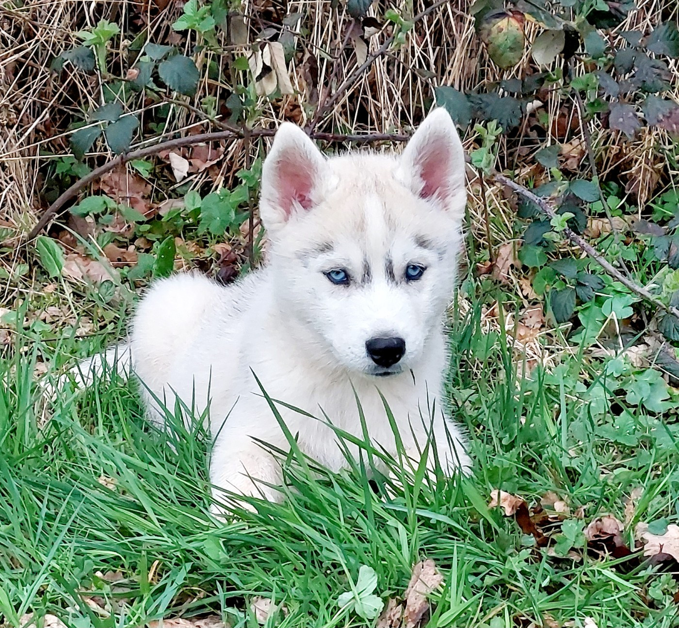 Of Moonlight's Rhapsody - Chiots disponibles - Siberian Husky