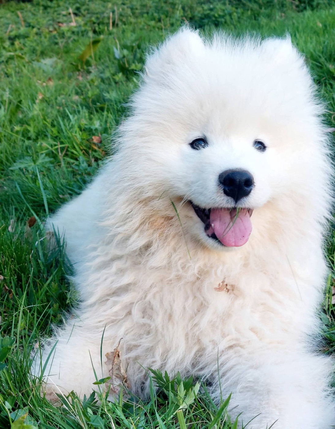 Of Moonlight's Rhapsody - Chiots disponibles - Samoyède