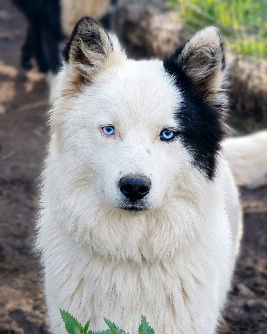 Of Moonlight's Rhapsody - Chiots disponibles - Laika de iakoutie