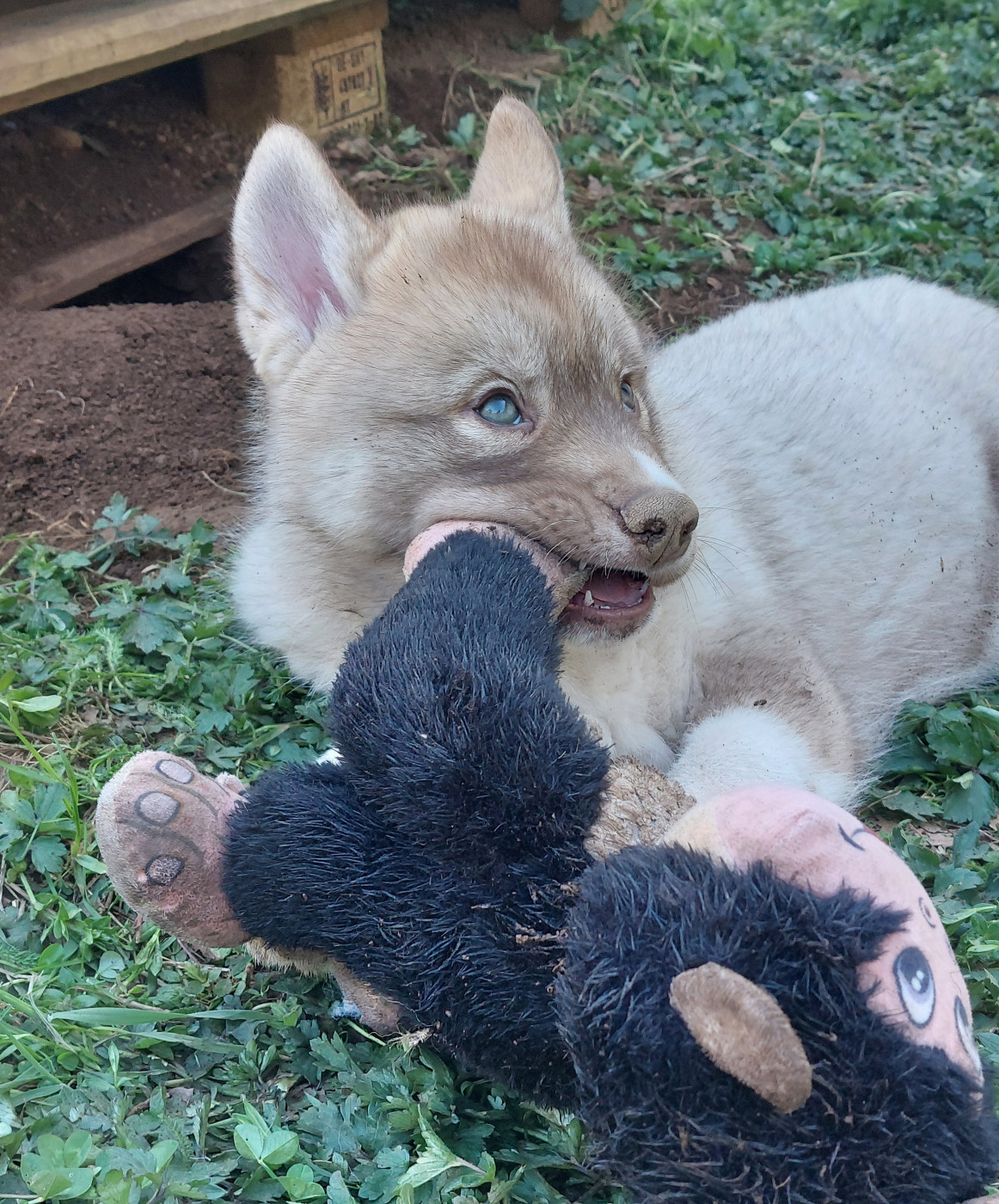 Of Moonlight's Rhapsody - Chiots disponibles - Siberian Husky