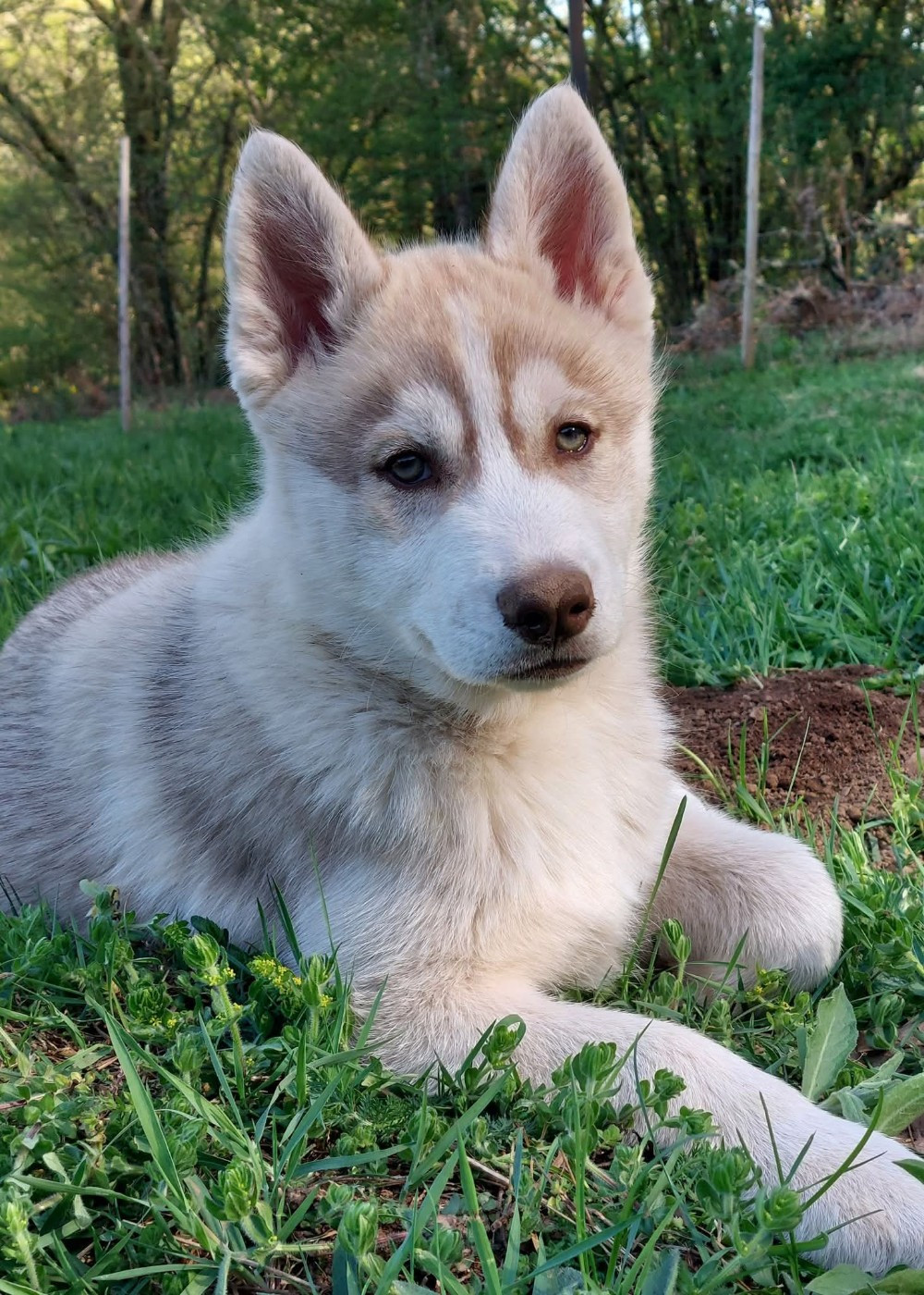 Of Moonlight's Rhapsody - Chiots disponibles - Siberian Husky