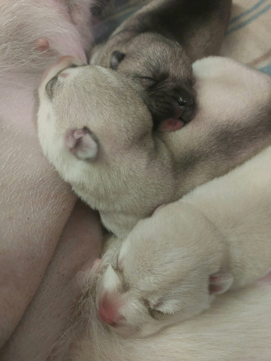 Of Moonlight's Rhapsody - Chiots disponibles - Siberian Husky