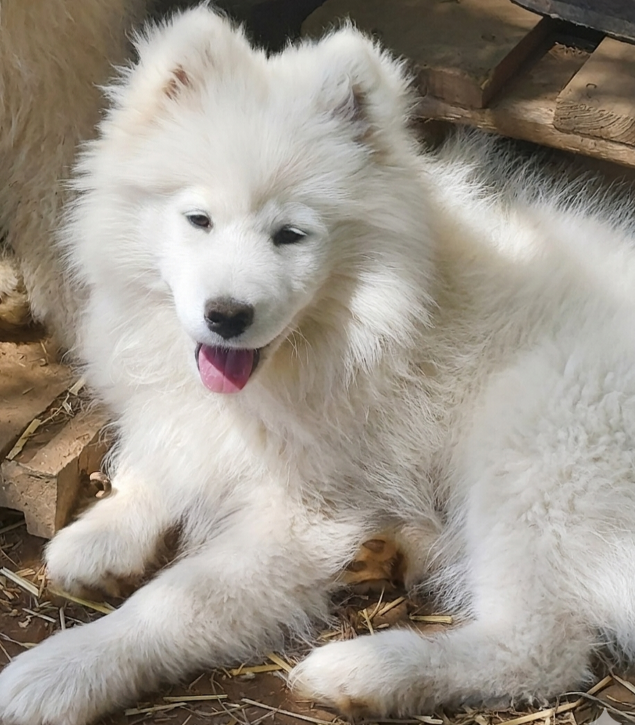 Of Moonlight's Rhapsody - Chiots disponibles - Samoyède