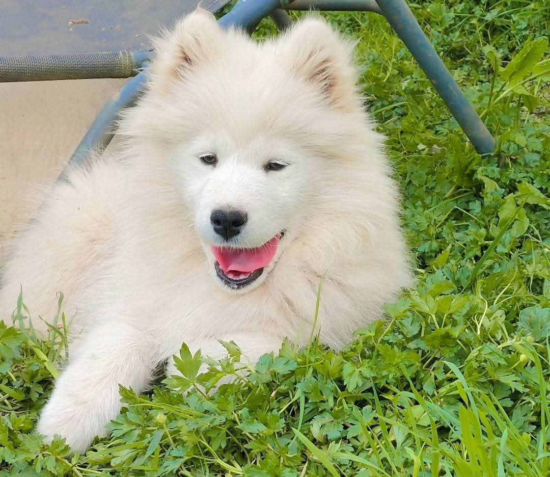 Of Moonlight's Rhapsody - Chiots disponibles - Samoyède
