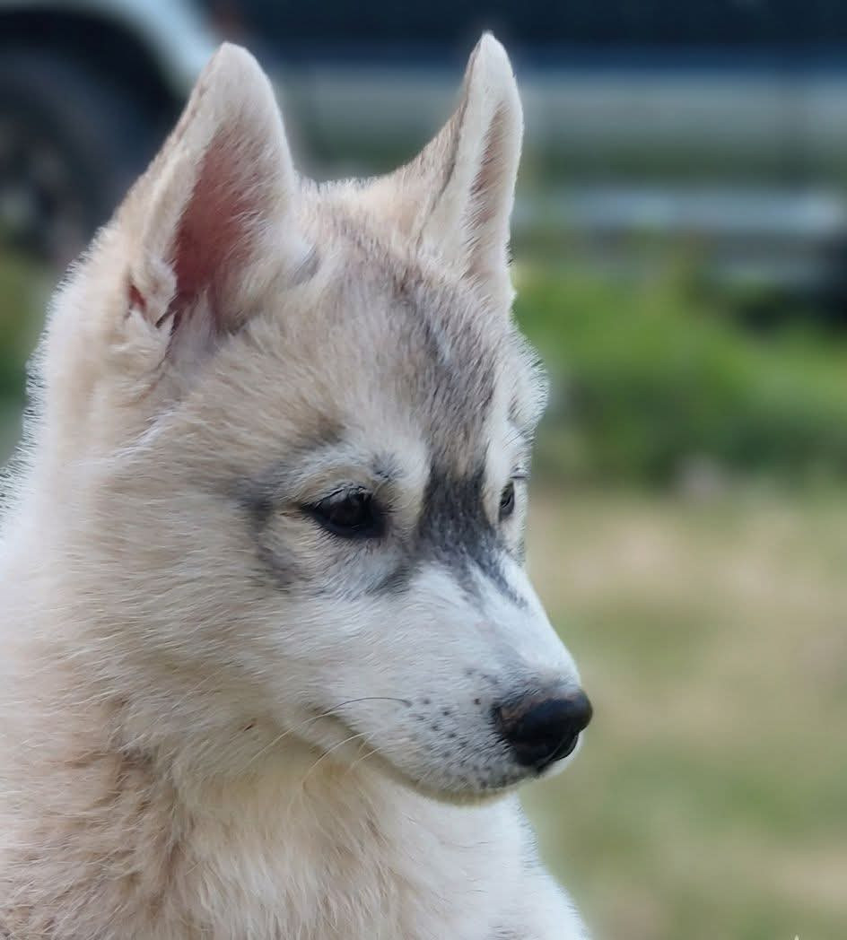 Of Moonlight's Rhapsody - Chiots disponibles - Siberian Husky