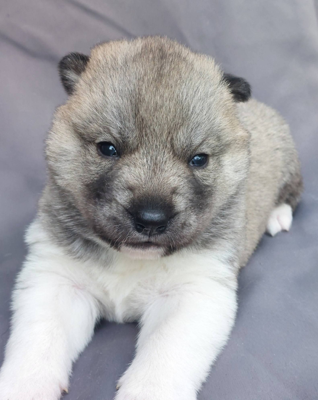 Of Moonlight's Rhapsody - Chiots disponibles - Siberian Husky