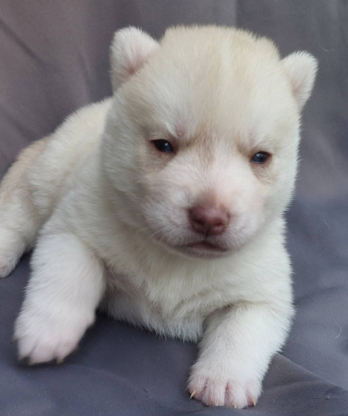 Of Moonlight's Rhapsody - Chiots disponibles - Siberian Husky