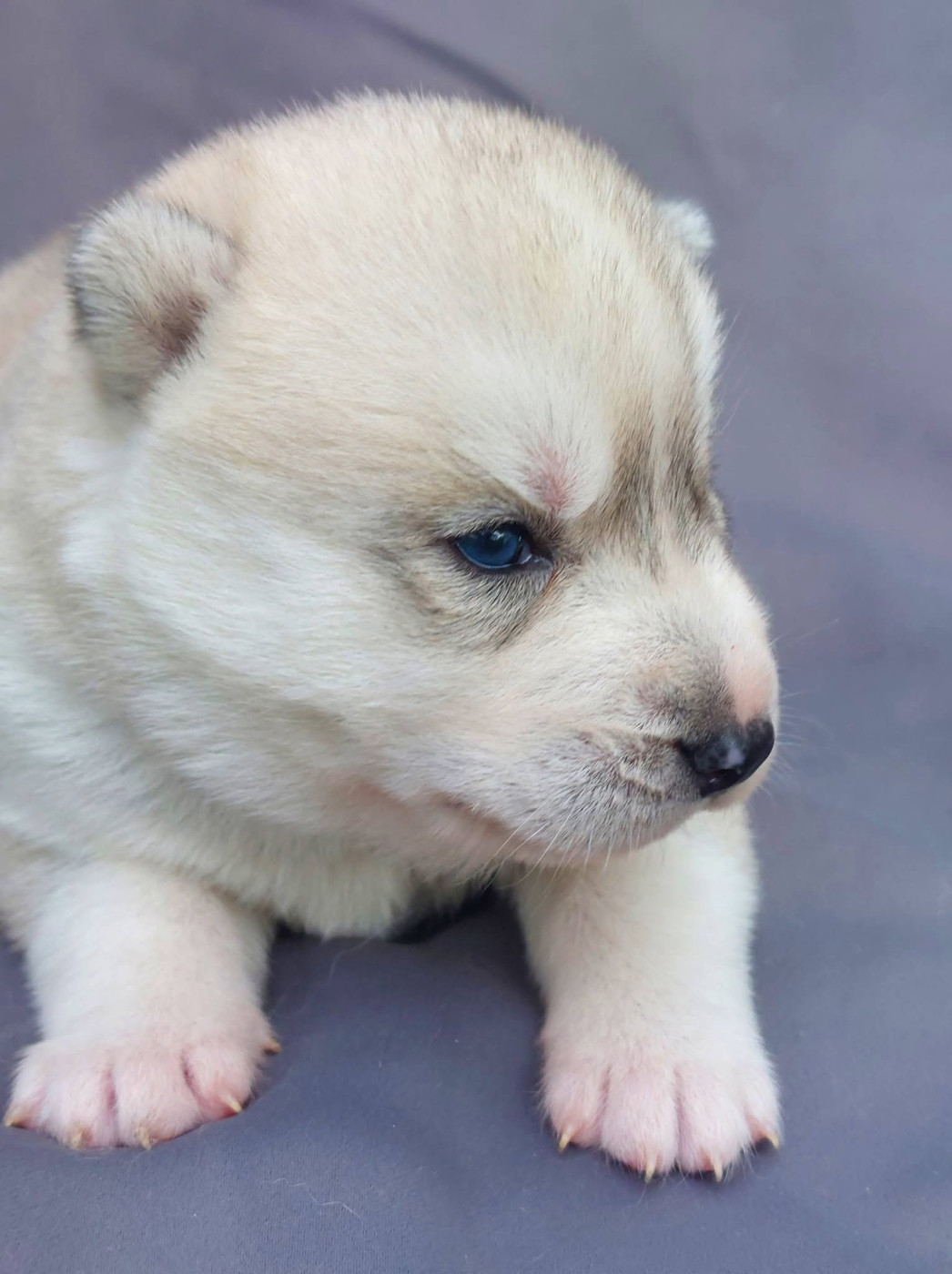 Of Moonlight's Rhapsody - Chiots disponibles - Siberian Husky