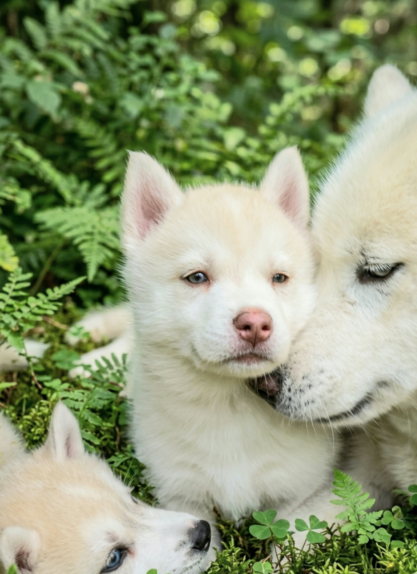 Of Moonlight's Rhapsody - Chiots disponibles - Siberian Husky