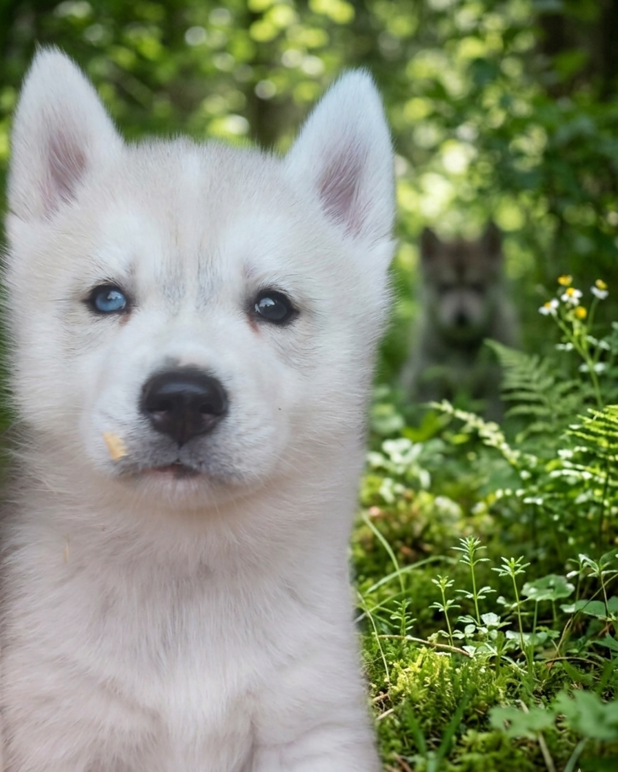 Of Moonlight's Rhapsody - Chiots disponibles - Siberian Husky