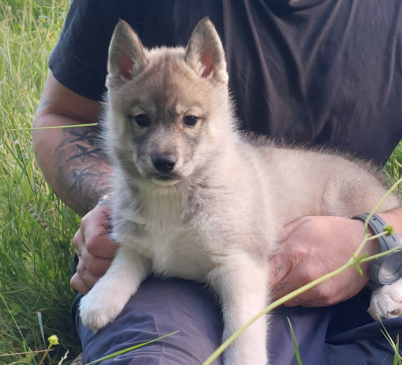 Of Moonlight's Rhapsody - Chiots disponibles - Siberian Husky