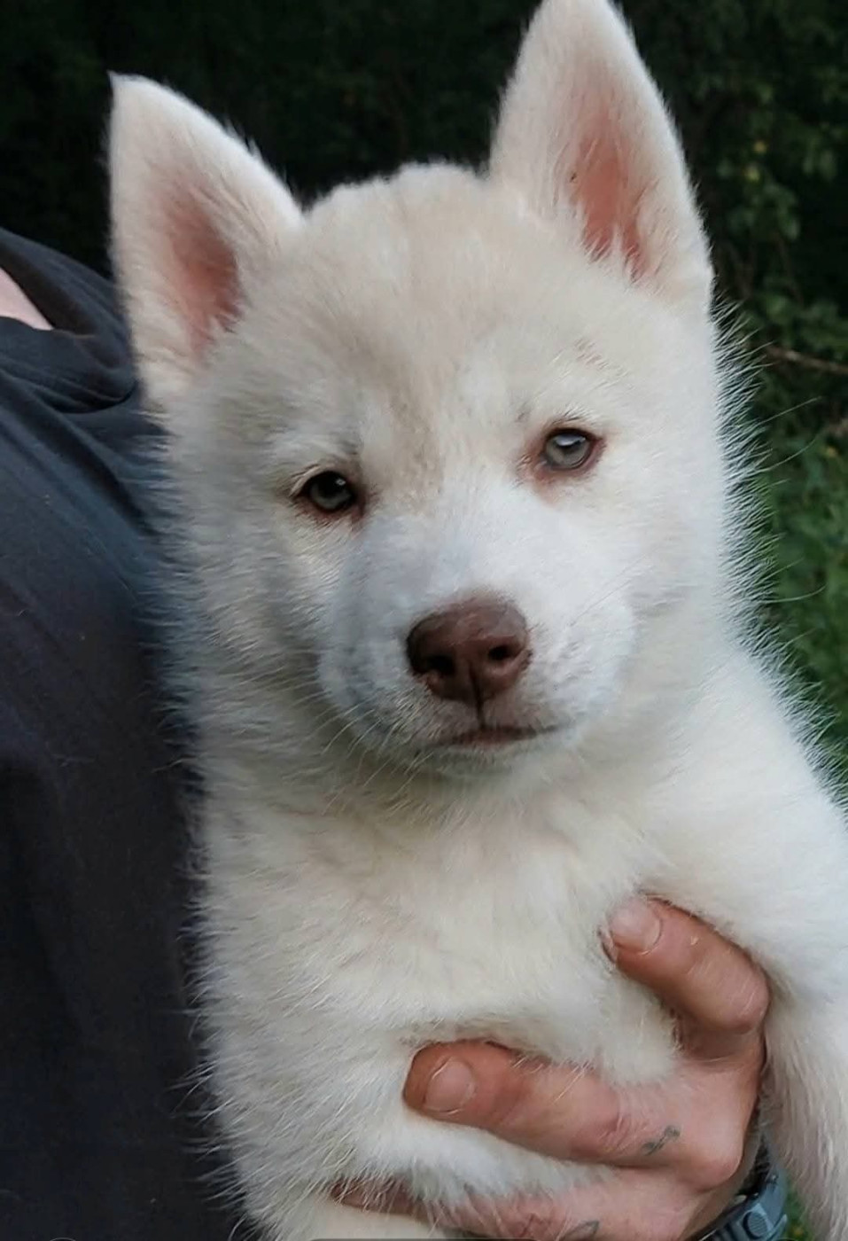 Of Moonlight's Rhapsody - Chiots disponibles - Siberian Husky