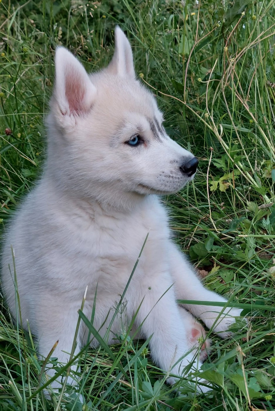 Of Moonlight's Rhapsody - Chiots disponibles - Siberian Husky