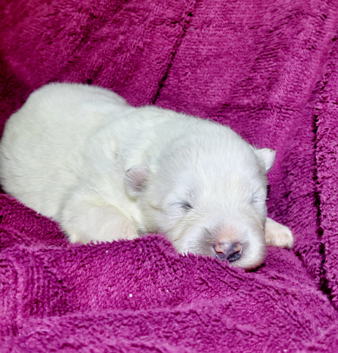 Of Moonlight's Rhapsody - Chiots disponibles - Samoyède