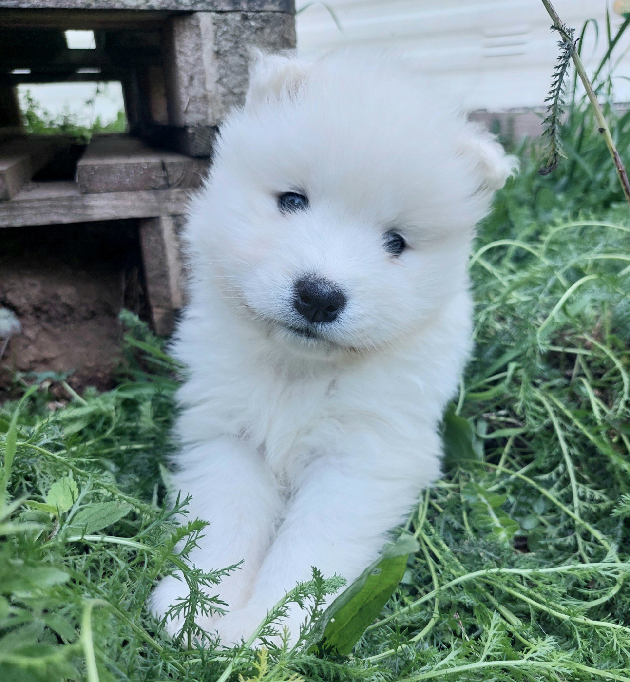 Of Moonlight's Rhapsody - Chiots disponibles - Samoyède