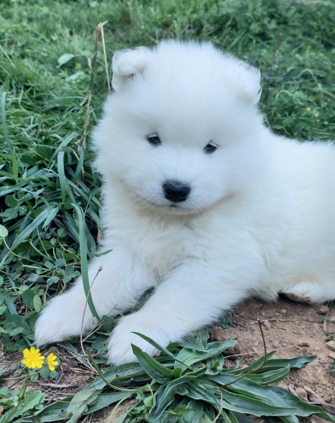 Of Moonlight's Rhapsody - Chiots disponibles - Samoyède