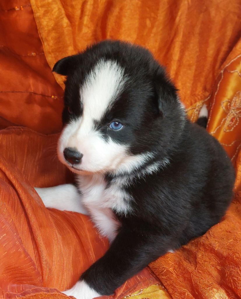 Of Moonlight's Rhapsody - Chiots disponibles - Laika de iakoutie