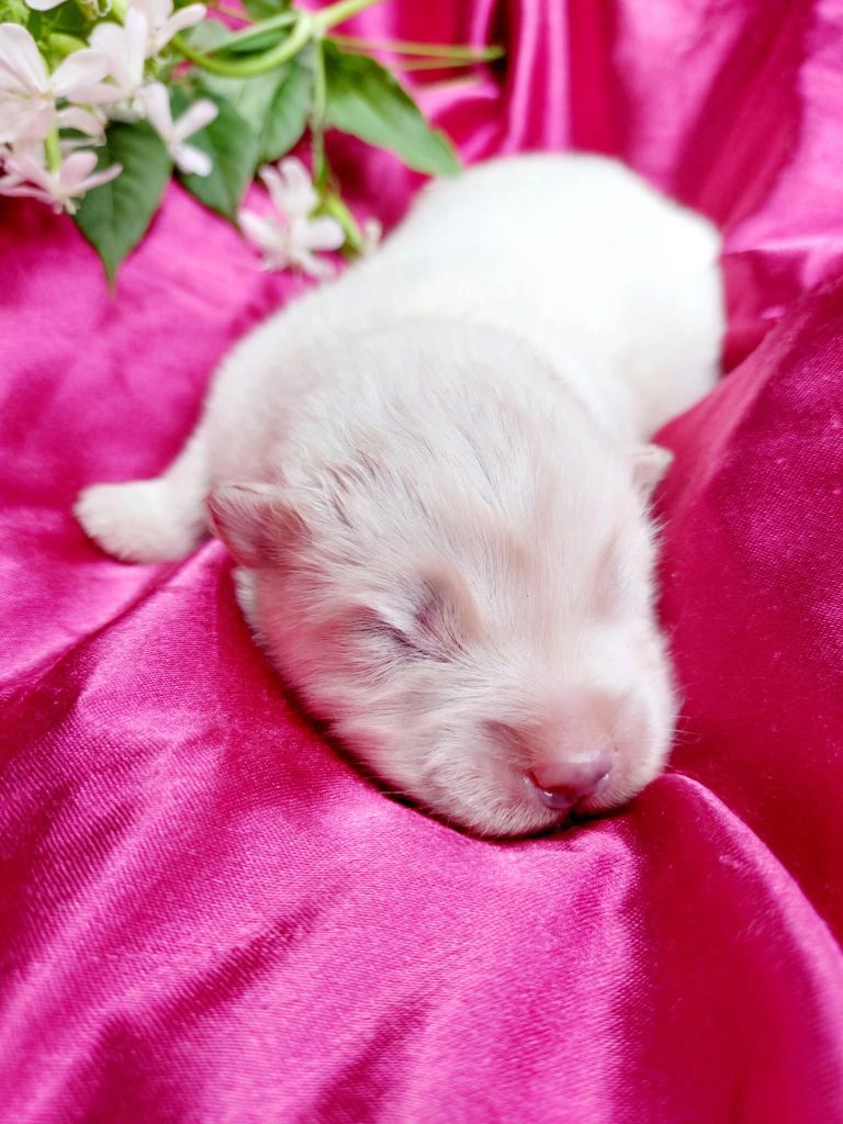 Of Moonlight's Rhapsody - Chiots disponibles - Samoyède