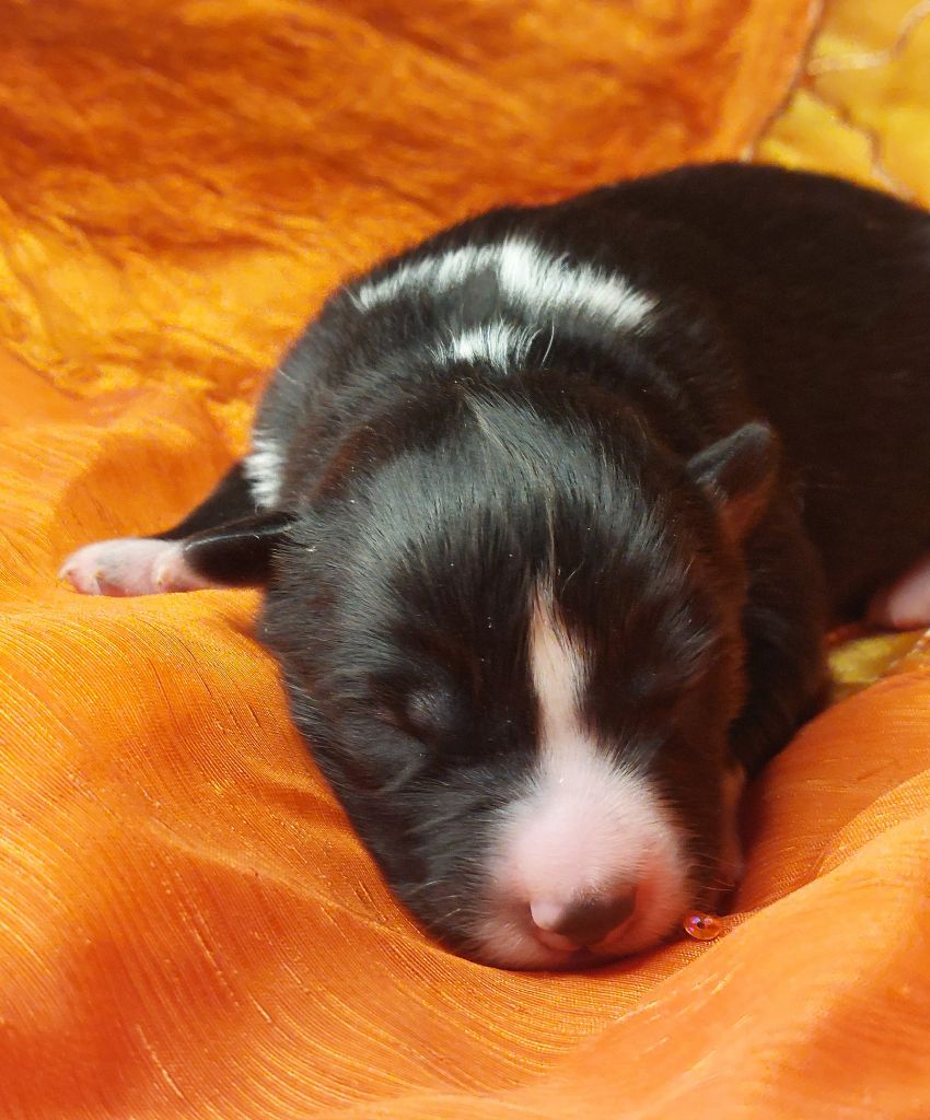 Of Moonlight's Rhapsody - Chiots disponibles - Laika de iakoutie