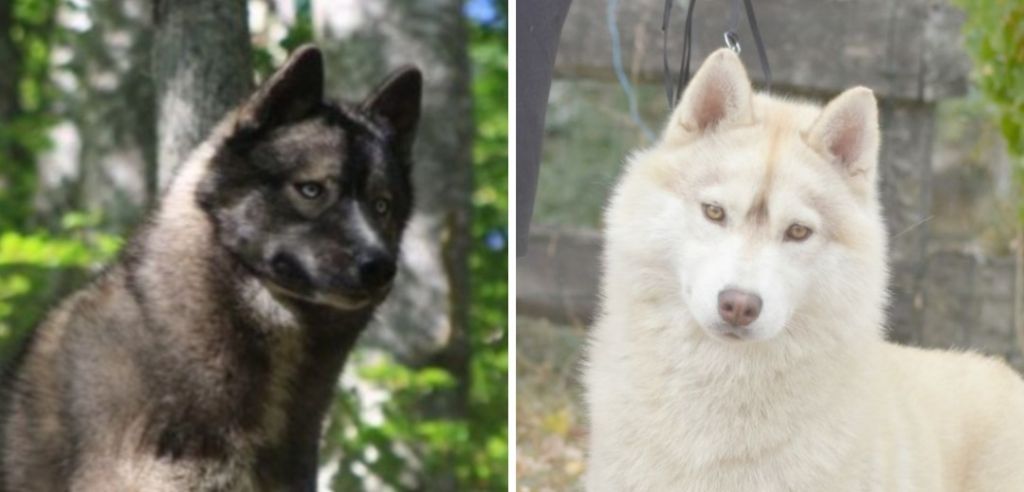 Chiot Siberian Husky Of Moonlight's Rhapsody