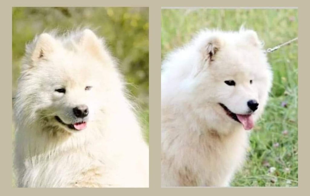 Chiot Samoyède Of Moonlight's Rhapsody