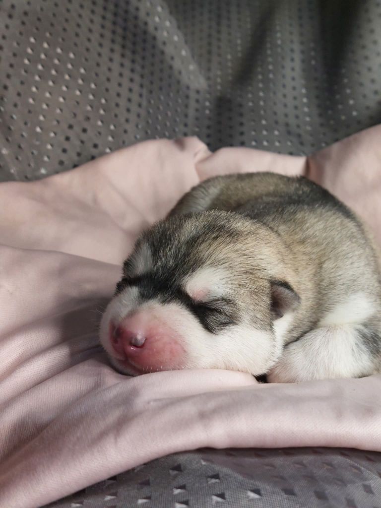 Of Moonlight's Rhapsody - Chiots disponibles - Siberian Husky