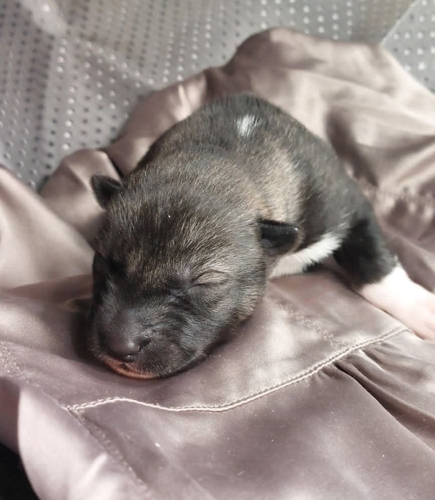 Of Moonlight's Rhapsody - Chiots disponibles - Siberian Husky