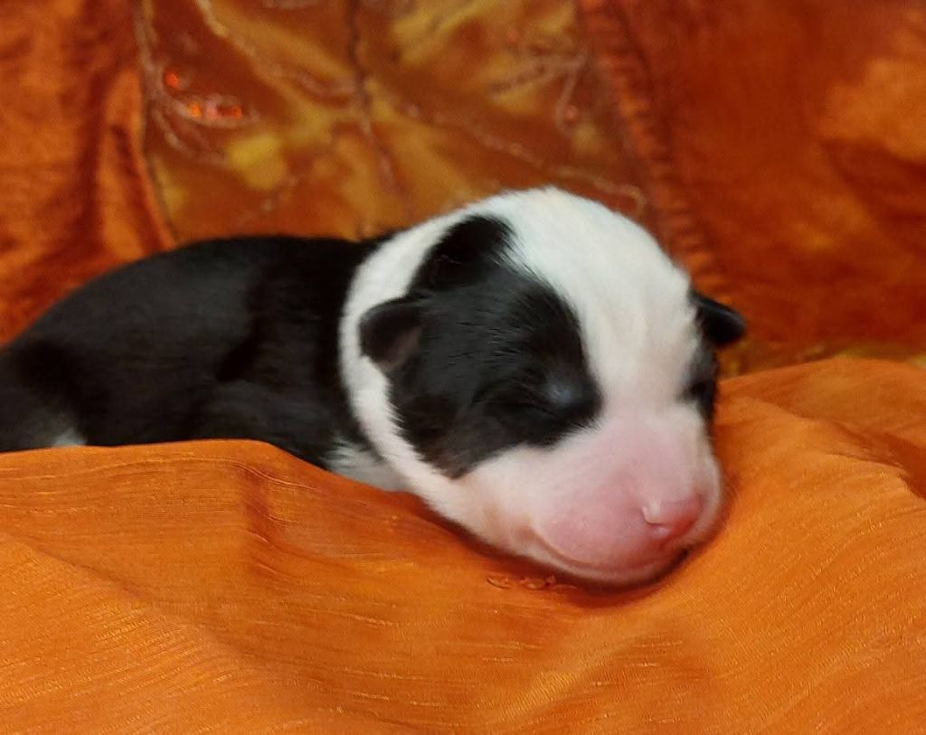 Of Moonlight's Rhapsody - Chiots disponibles - Laika de iakoutie