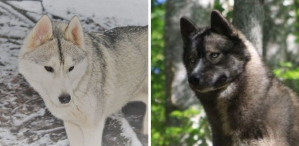 Chiot Siberian Husky Of Moonlight's Rhapsody