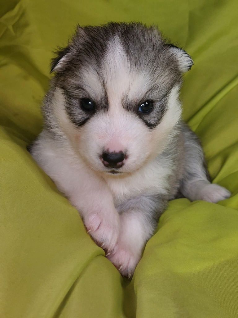 Of Moonlight's Rhapsody - Chiots disponibles - Siberian Husky