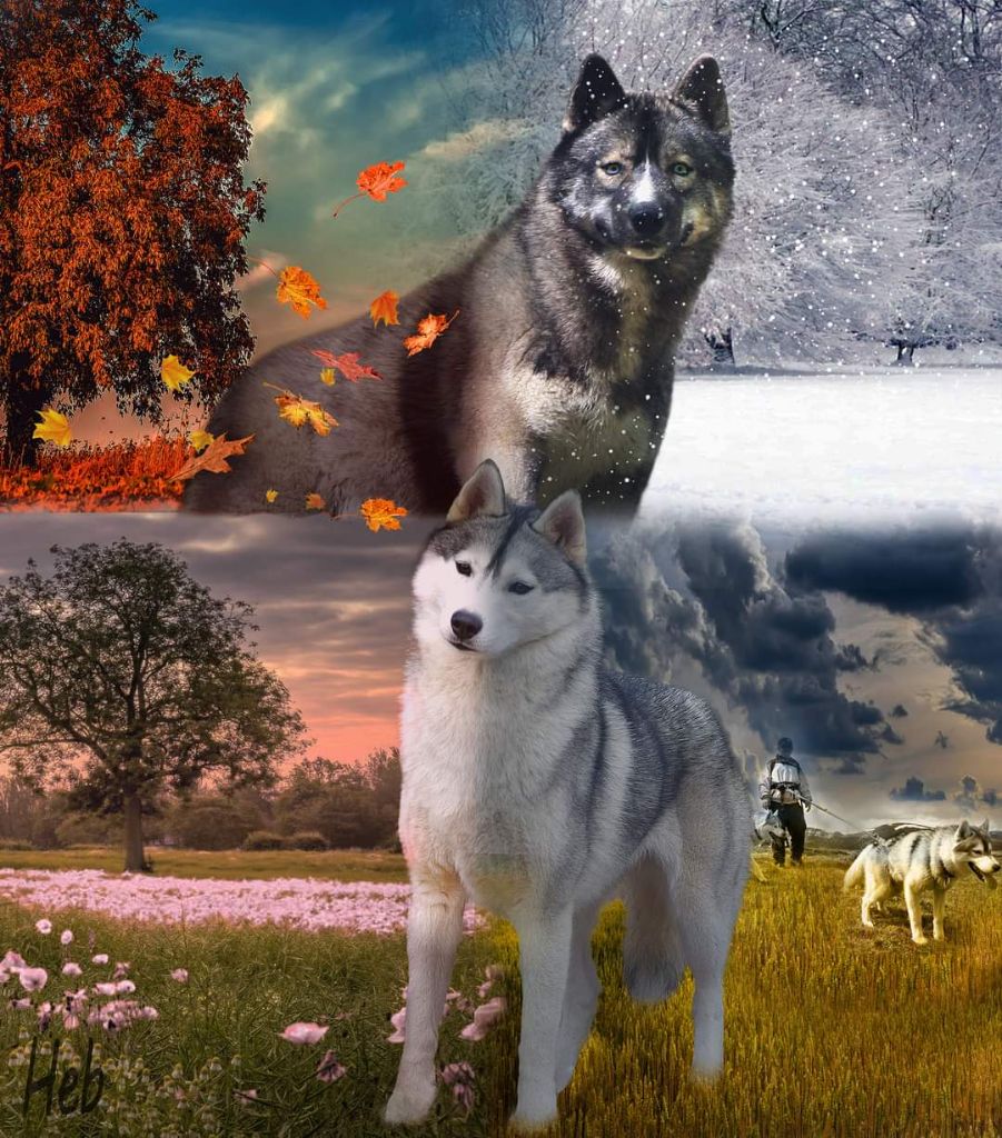 Chiot Siberian Husky Of Moonlight's Rhapsody