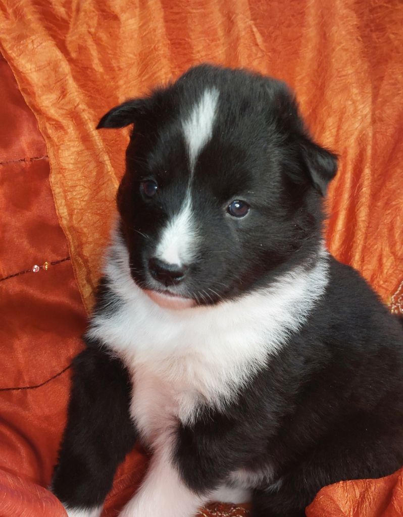Of Moonlight's Rhapsody - Chiots disponibles - Laika de iakoutie